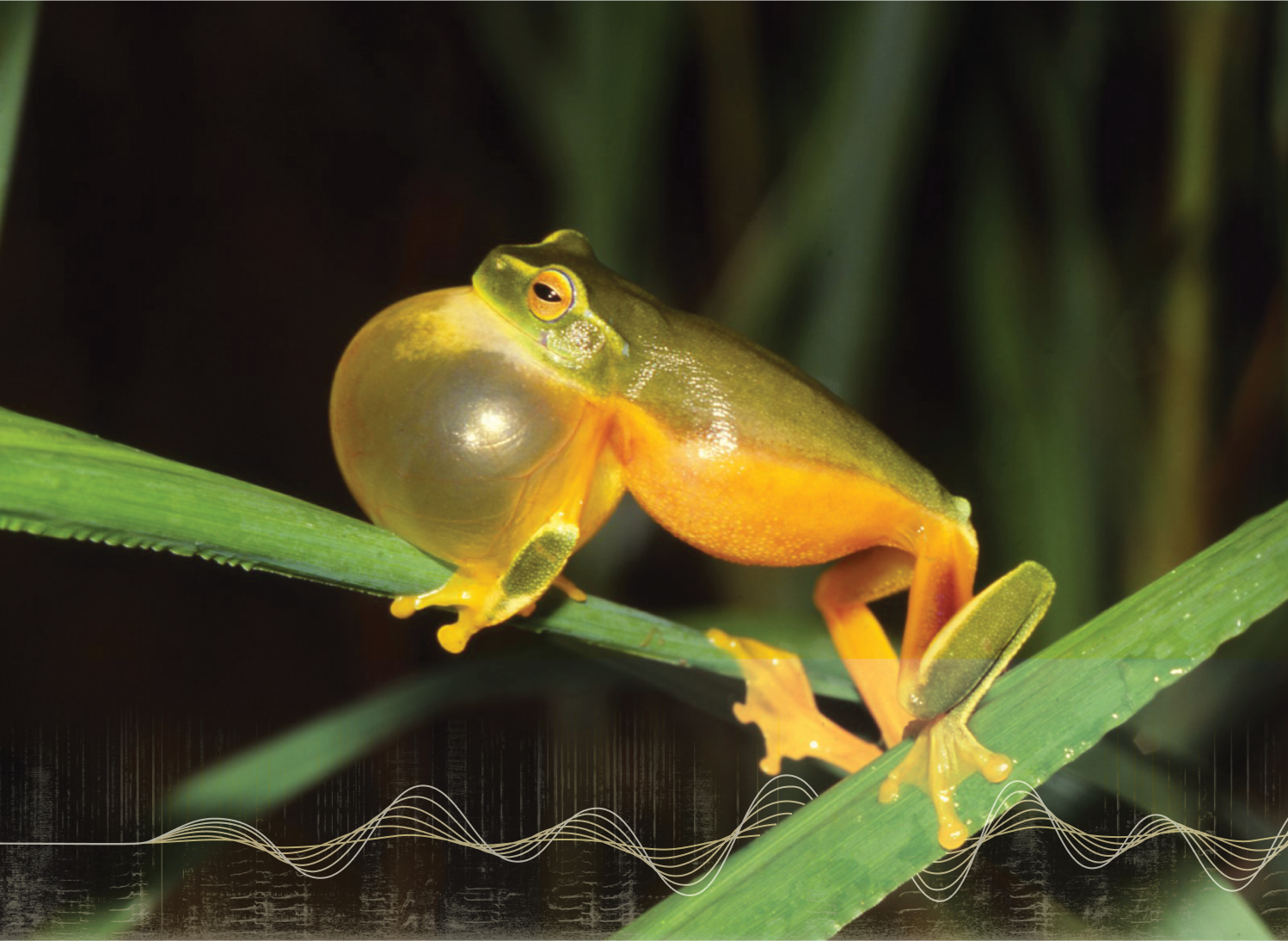 FrogID frog vocalizing